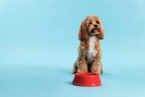 טיפוח של מלטיפו