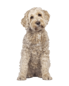 כלב לברדודל